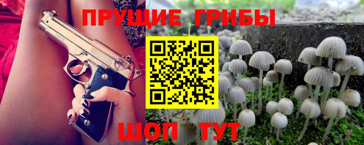 как найти наркотики  Псилоцибиновые грибы Cubensis  Вход с VPN  Мурино 